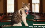 流水的首相铁打的瞄 英国第一猫“拉里”继承留任首相府