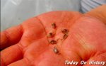 世界最小的螃蟹 巨细约2厘米的豆蟹
