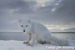世界上最美的狐狸 可爱瑰丽的北极狐