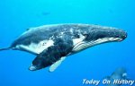 世界上最大的动物 重达181吨蓝鲸 面积达500平方米北极霞水母