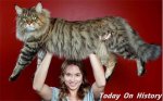 世界上最大的猫 43.4厘米的身长的最长家养猫