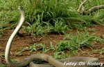 世界上跑的最快的蛇 时速可达16-20公里的黑曼巴蛇