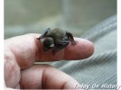 世界上最小的哺乳动物 体重仅为2g的大黄蜂蝙蝠