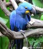世界上最贵的鹦鹉 罕有物种紫蓝金刚鹦鹉