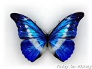世界最贵的蝴蝶 瑰丽而稀少的光亮女神蝶