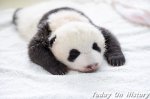 世界上最小的熊猫 体重仅有51克的熊猫宝宝
