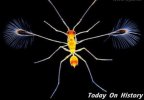 世界上最小的昆虫 重量只有0.005毫克的毛翼