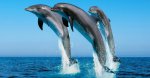 世界智商最高的动物 “非人类的人”海豚