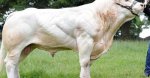 世界上最大的牛 体重近2吨的牛