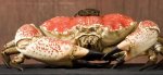 世界最大的螃蟹 体长3.4米甘氏巨鳌蟹