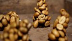 世界上最贵的咖啡豆 300至400美金一磅的麝香猫咖啡豆