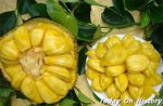 世界上最重的水果 热带水果皇后菠萝蜜