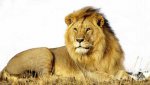 世界最凶猛的动物 百兽之王狮子