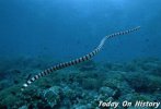 世界上数量最多的毒蛇 漫衍遍及的海蛇