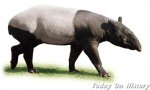 世界上最为罕有的动物之 外表像猪的貘