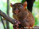世界最小的猴种之一-眼镜猴