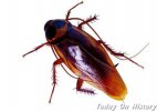 世界现存汗青最悠久的昆虫 石炭纪时期呈现的蟑螂