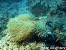 世界上最重的珊瑚 重70公斤的珊瑚