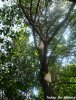 世界上最重的树 1立方米干重1100公斤的黑黄檀