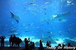 世界最大的水族馆——新佐治亚水族馆