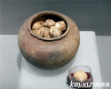 南京博物馆展出距今2800年的西周鸡蛋 出土于墓葬之中