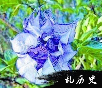 情花蛊