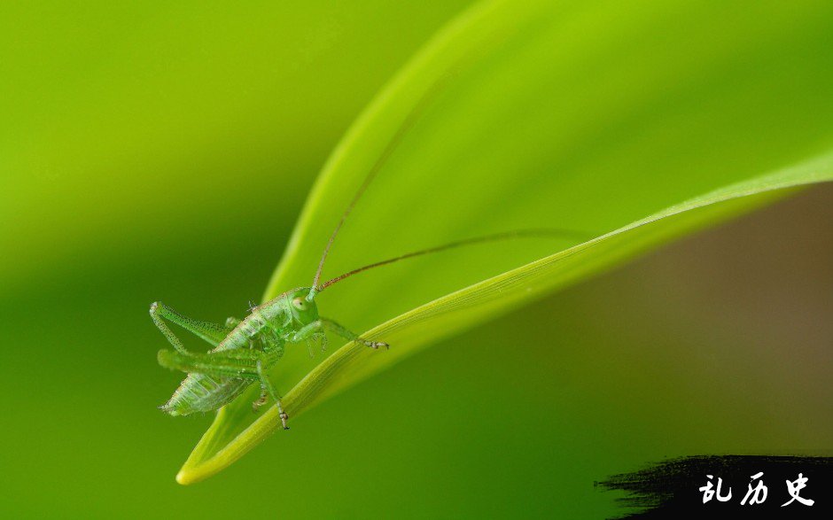 梦见砍死蛇