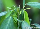 最会“闻乐起舞”的植物 随声波飞舞的跳舞草