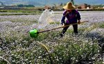 梦见给草浇水