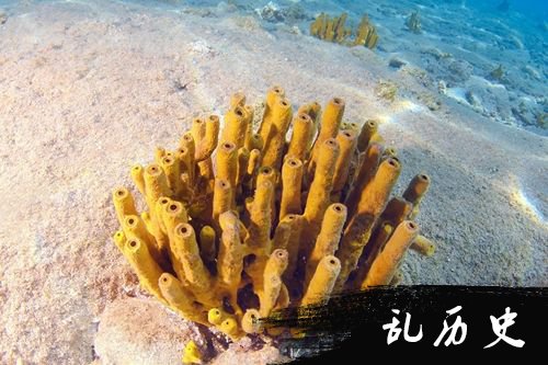 海绵动物