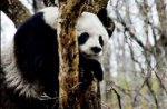 始熊猫的起源以及分布地区 始熊猫怎么进化的