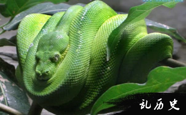 绿茸线蛇
