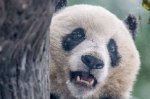 始熊猫其实是食肉性动物