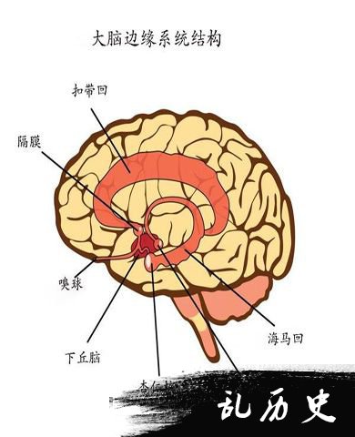 大脑结构