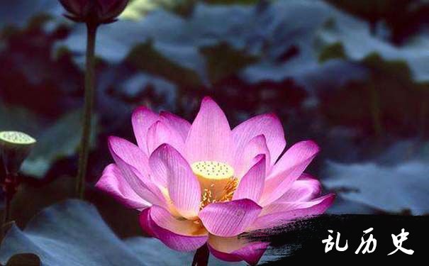 佛教与莲花的图片