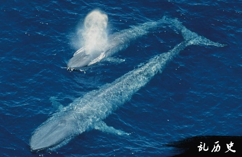 蓝鲸的图片 蓝鲸游泳图片大全