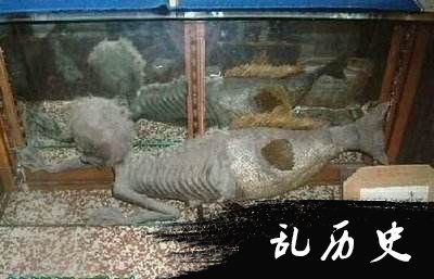 美人鱼化石图片