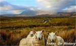 英国圈地运动实质 英国圈地运动的特点