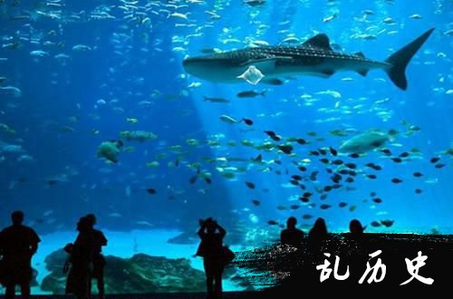 世界上最大的水族馆实在是太美了