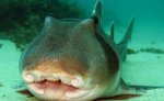 罕见!澳大利亚虎鲨可以边吃东西边呼吸