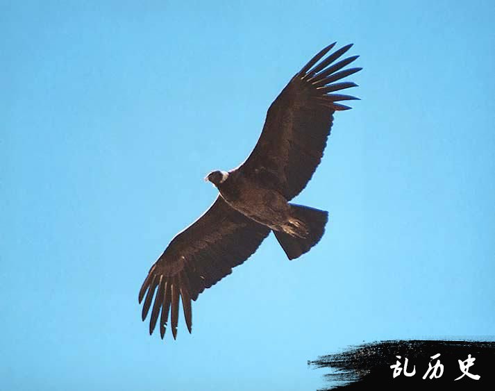 安第斯神鹰事世界上最长寿的鸟