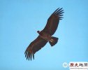 安第斯神鹰事世界上最长寿的鸟