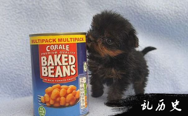 英国最小的狗狗约克夏犬不及一罐纳豆大 乱历史网