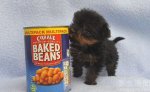 英国最小的狗狗约克夏犬不及一罐纳豆大