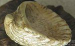 古贝壳还有生命?2000岁的巨型贝壳还在长大