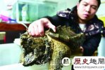 鳄龟长什么样 少年养1.2米长的真鳄龟