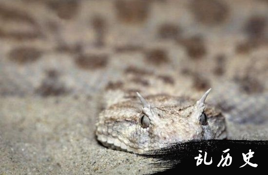世界上最毒的蛇是什么 黑曼巴蛇只能垫底