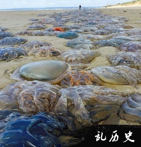 海滩遭遇水母入侵图片