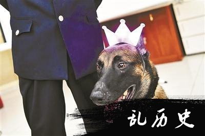 公安警犬集体过生日