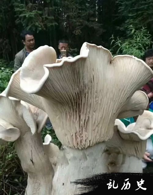 巨型蘑菇现身